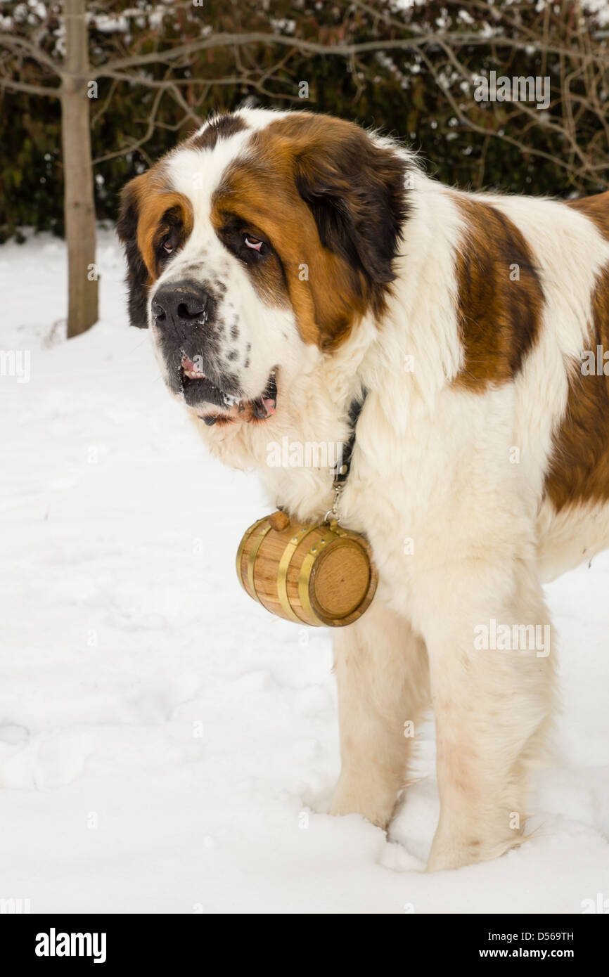 Un grand brun et blanc Saint Bernard chien debout dans la neige avec un baril autour de son cou Banque D'Images
