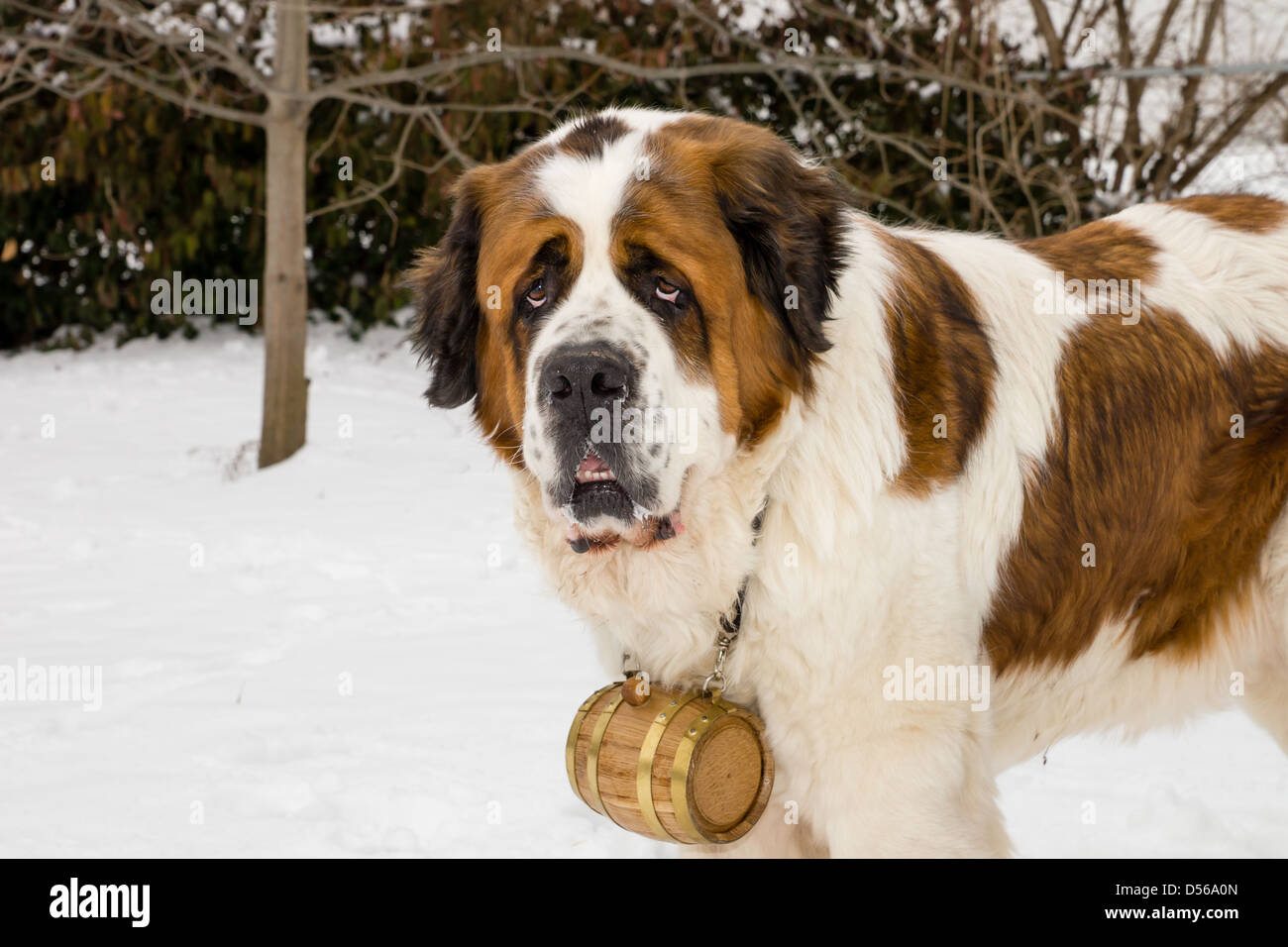 Un St Bernard pure race, debout dans la neige tout en portant un canon sur son col. Banque D'Images