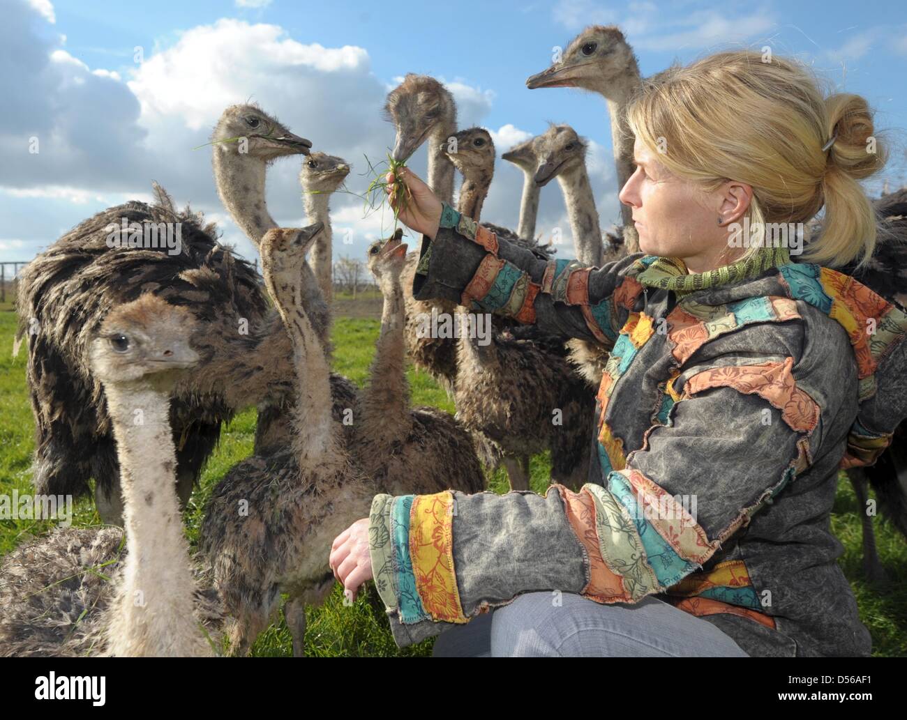 Éleveur d'Autruche Sabine Scholz nourrit sa fosterlings avec gras sur sa ferme d'autruches dans Sticheldorf ; Allemagne, 25 octobre 2010. Depuis cinq ans, elle a été l'élevage des autruches et vend la viande, les oeufs, les plumes et le cuir de la plus grand oiseau du monde. Photo : Peter Endig Banque D'Images