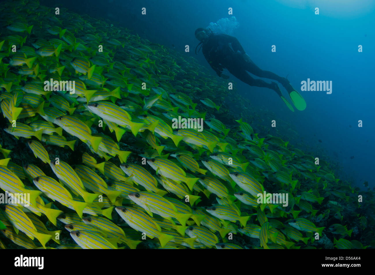 L'école de plongée avec blue stripped (snapper Lutjanus kasmira) sur le Chaaya Reef Ellaidhoo, maison, Maldives Banque D'Images