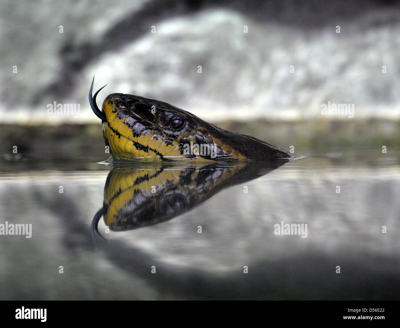 Un Anaconda jaune (Eunectes notaeus) est la natation dans un bassin d'eau dans son terrarium à Luisenpark, Mannheim, Allemagne, 16 novembre 2010. Anacondas pourrait être de quatre mètres de long et sont d'excellents nageurs et plongeurs. L'habitat naturel est de l'Amérique du Sud. Photo : Ronald Wittek Banque D'Images