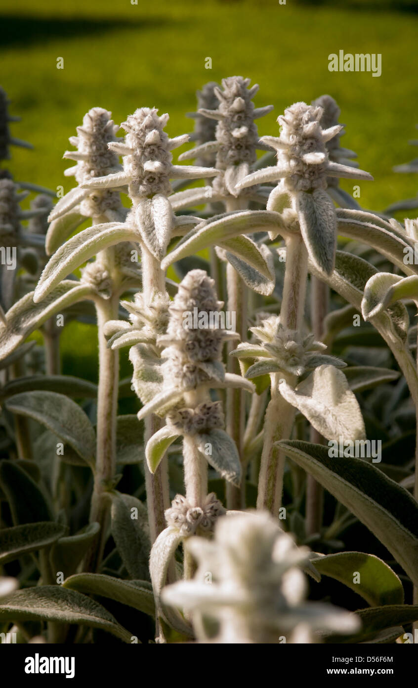 Fleurs de Stachys byzantina Banque D'Images