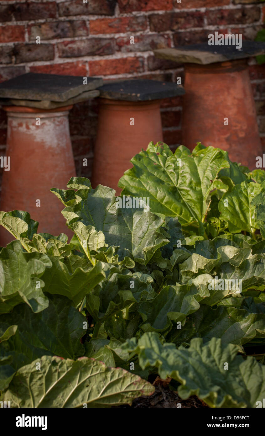 De grandes feuilles de plantes de rhubarbe vues devant des hachoirs en terre cuite dans un jardin du Yorkshire. Banque D'Images