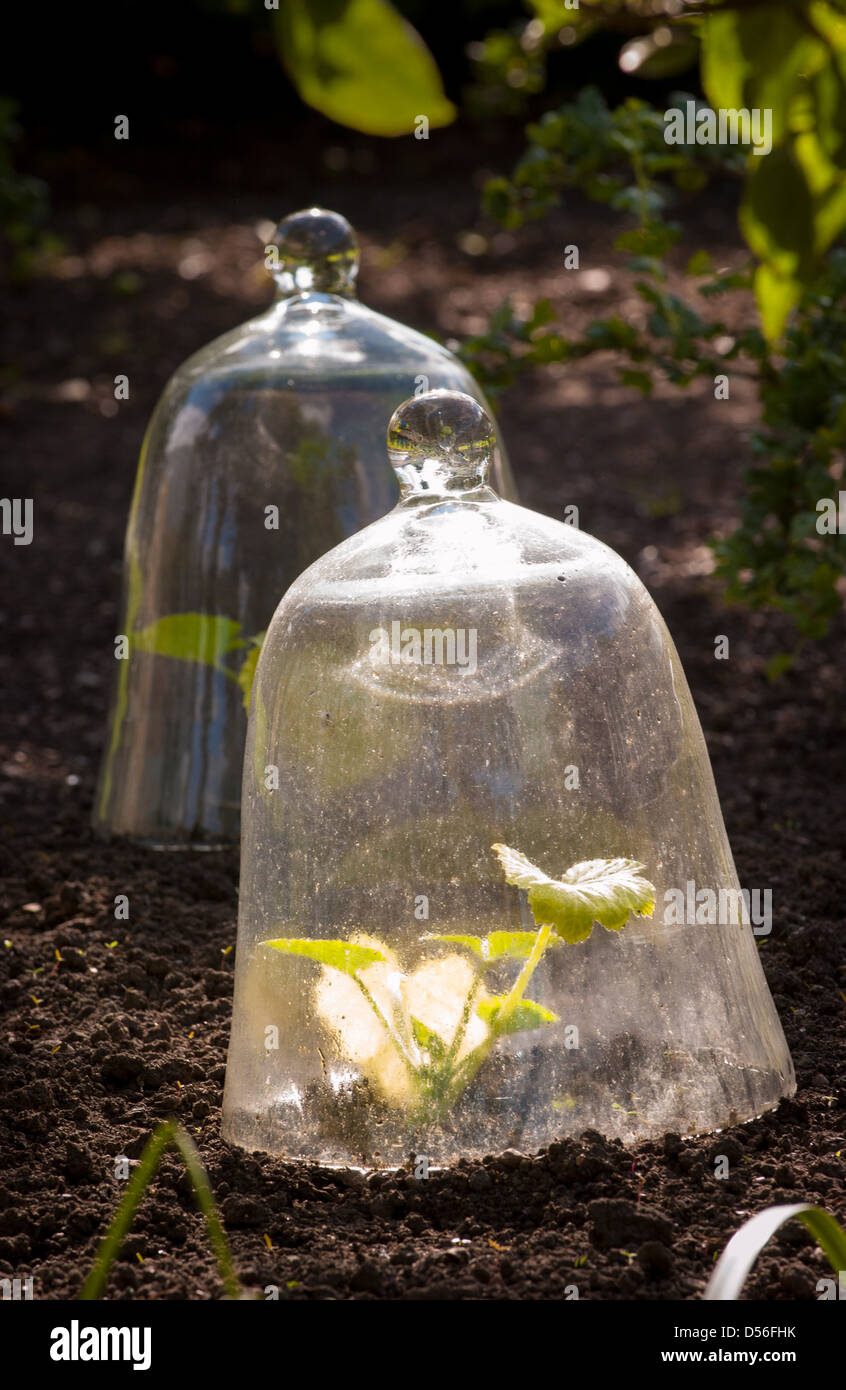 Cloche en verre protégeant les jeunes plantes de courgettes nouvellement  plantées dans un jardin avégable Photo Stock - Alamy