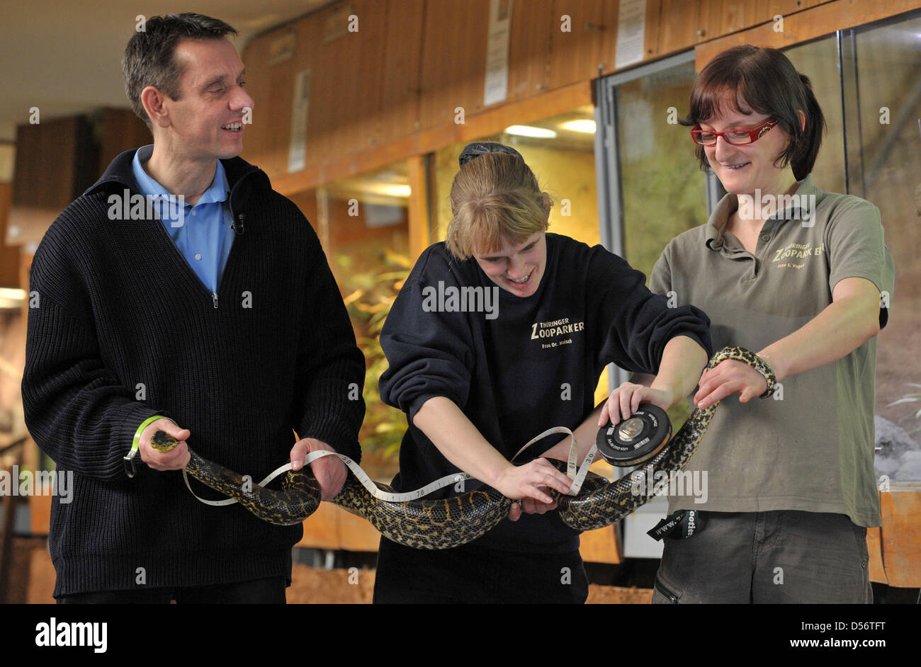 Les membres du personnel mesurer un anaconda jaune au cours de l'inventaire annuel, au zoo d'Erfurt, Allemagne, 25 mars 2010. Le zoo d'Erfurt abrite 943 animaux de 167 espèces. Photo : Martin Schutt Banque D'Images