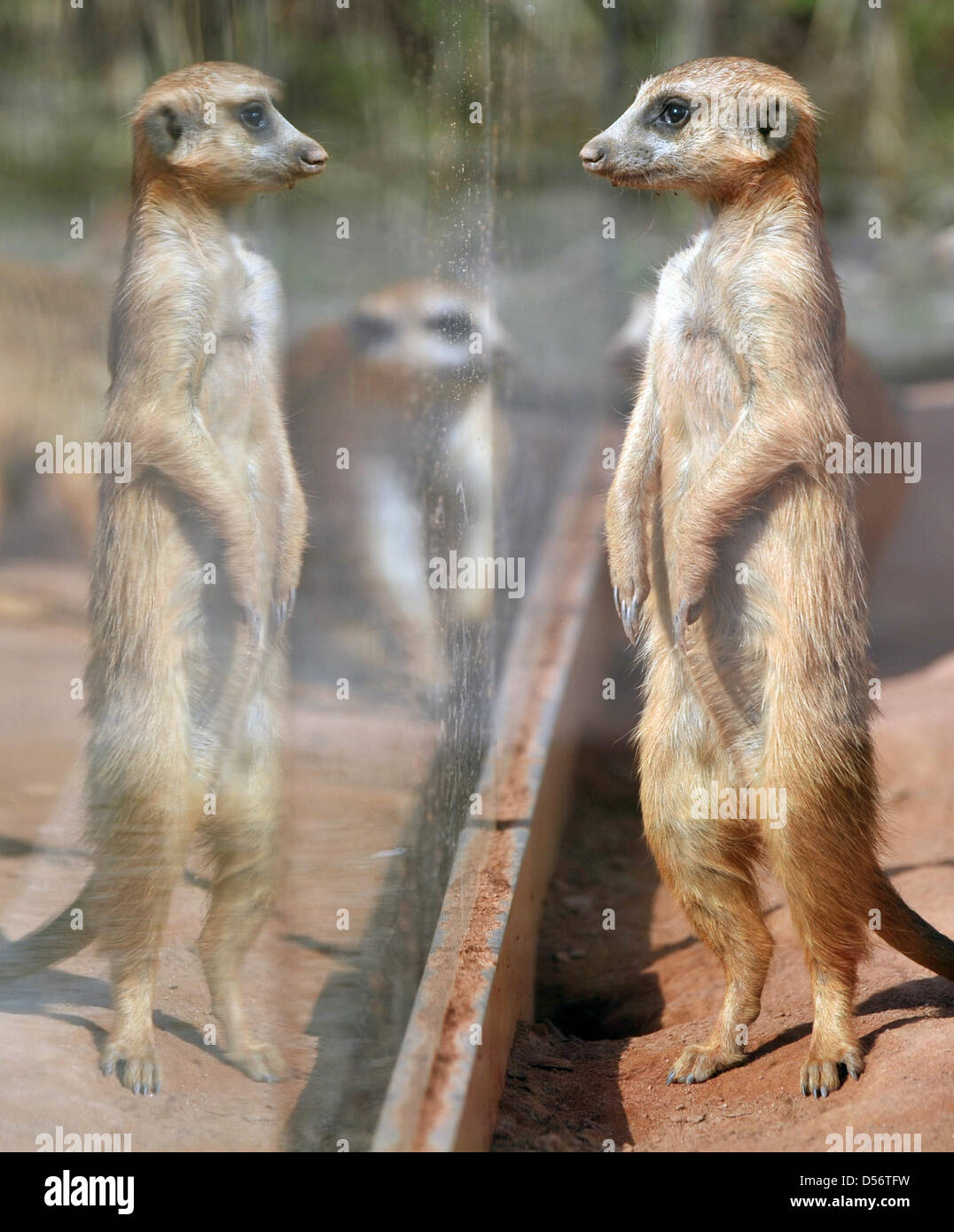 Un suricate se lève pendant l'inventaire annuel, au zoo d'Erfurt, Allemagne, 25 mars 2010. Le zoo d'Erfurt abrite 943 animaux de 167 espèces. Photo : Martin Schutt Banque D'Images