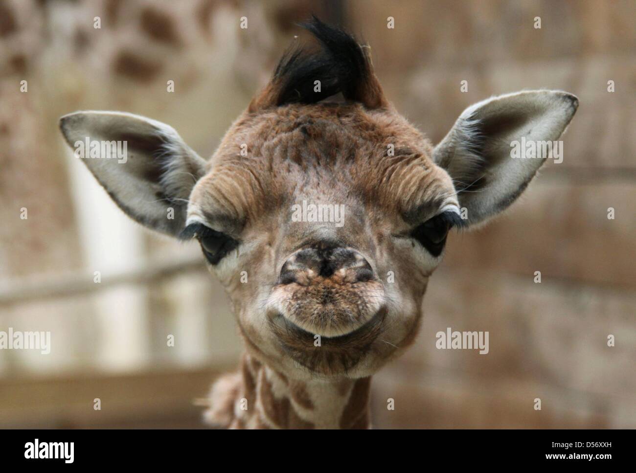 Un Zoo Leipzig Document D Une Girafe Bebe Ne Le 24 Mars 10 A La Recherche Dans L Appareil Photo Au Zoo De Leipzig Allemagne 28 Mars 10 Sa Mere Est Decedee Trois Jours