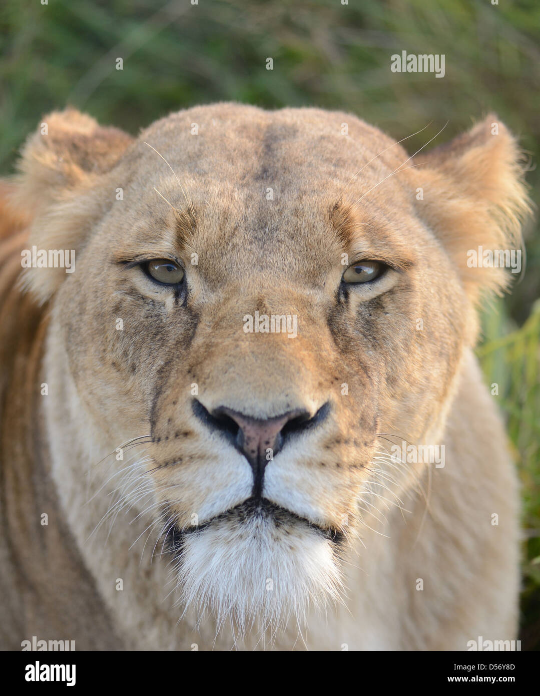 Fermer la vue de lionne face l'accent sur les yeux Banque D'Images
