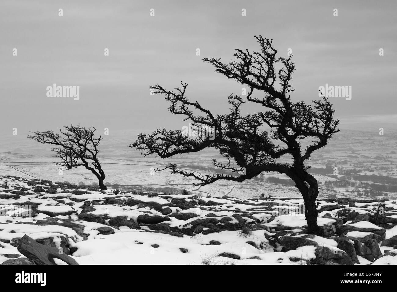 Un hiver enneigé, vue sur les arbres sur le lapiez à Twistleton cicatrices, dans le Yorkshire Dales National Park, England Banque D'Images