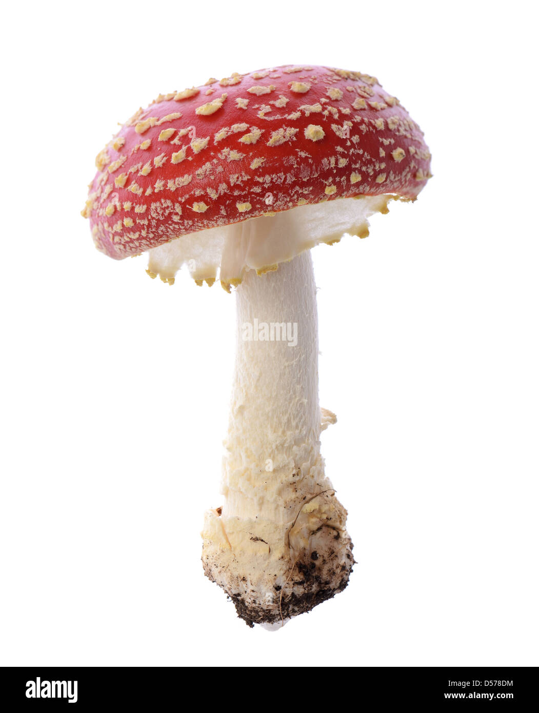 Poison rouge toadstool champignons close up studio shoot Banque D'Images