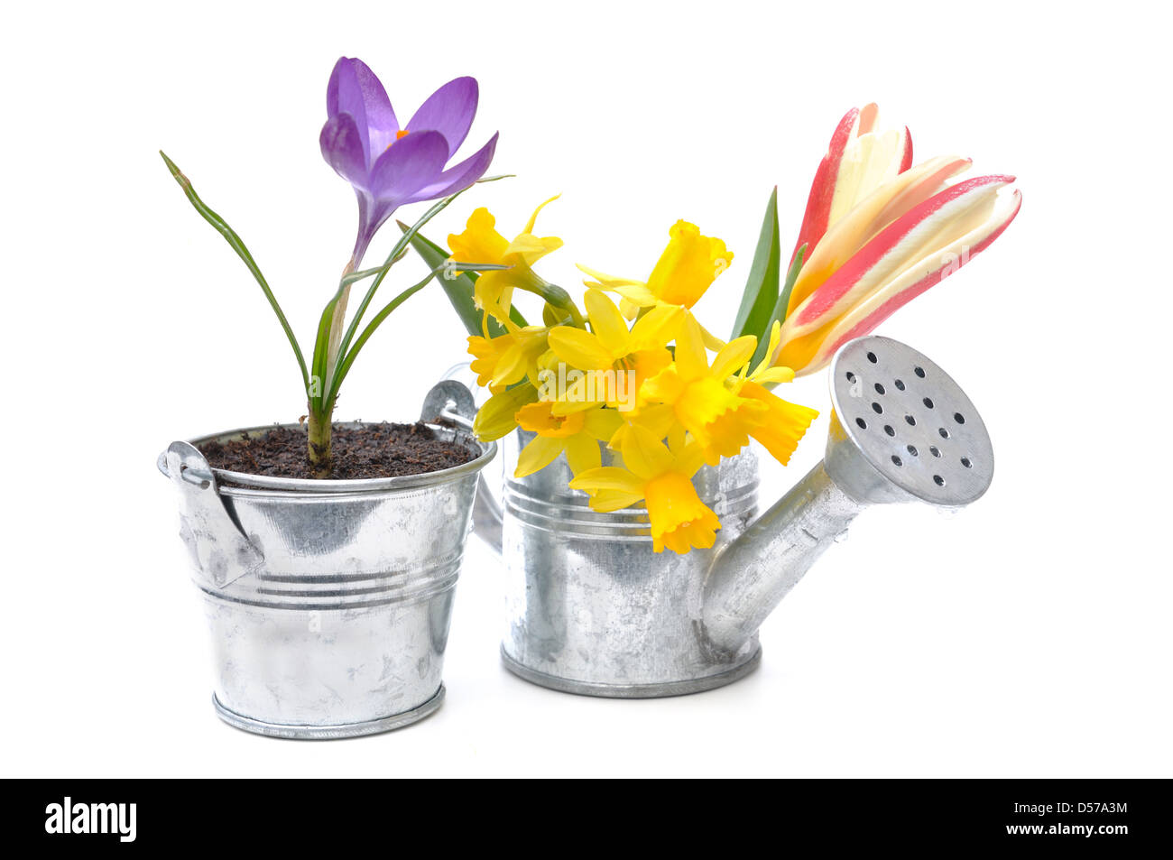 Les fleurs de printemps dans le métal arrosoir et pot isolé sur fond blanc Banque D'Images