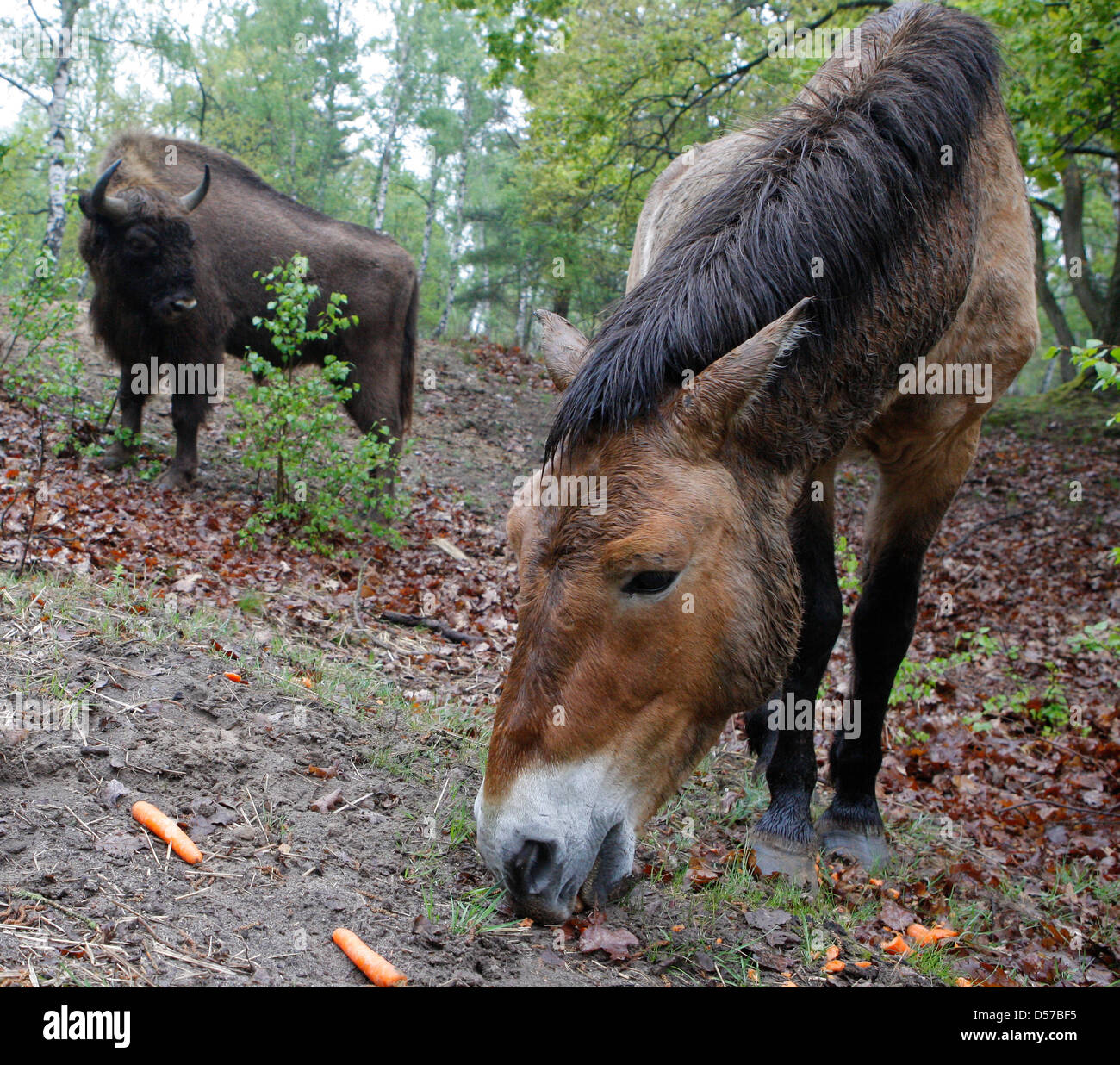 Chevaux de Przewalski et rarement vu dans les bisons d'Europe oeberitzer "Heide lande près de Wustermark, Allemagne, 03 mai 2010. Les animaux ont été remis en liberté sur un territoire de 2.000 hectares. Nature Sielmann fondation a invité les internautes à la cérémonie d'inauguration officielle de sa faune le samedi 08 mai 2010. Photo : Nestor Bachmann Banque D'Images