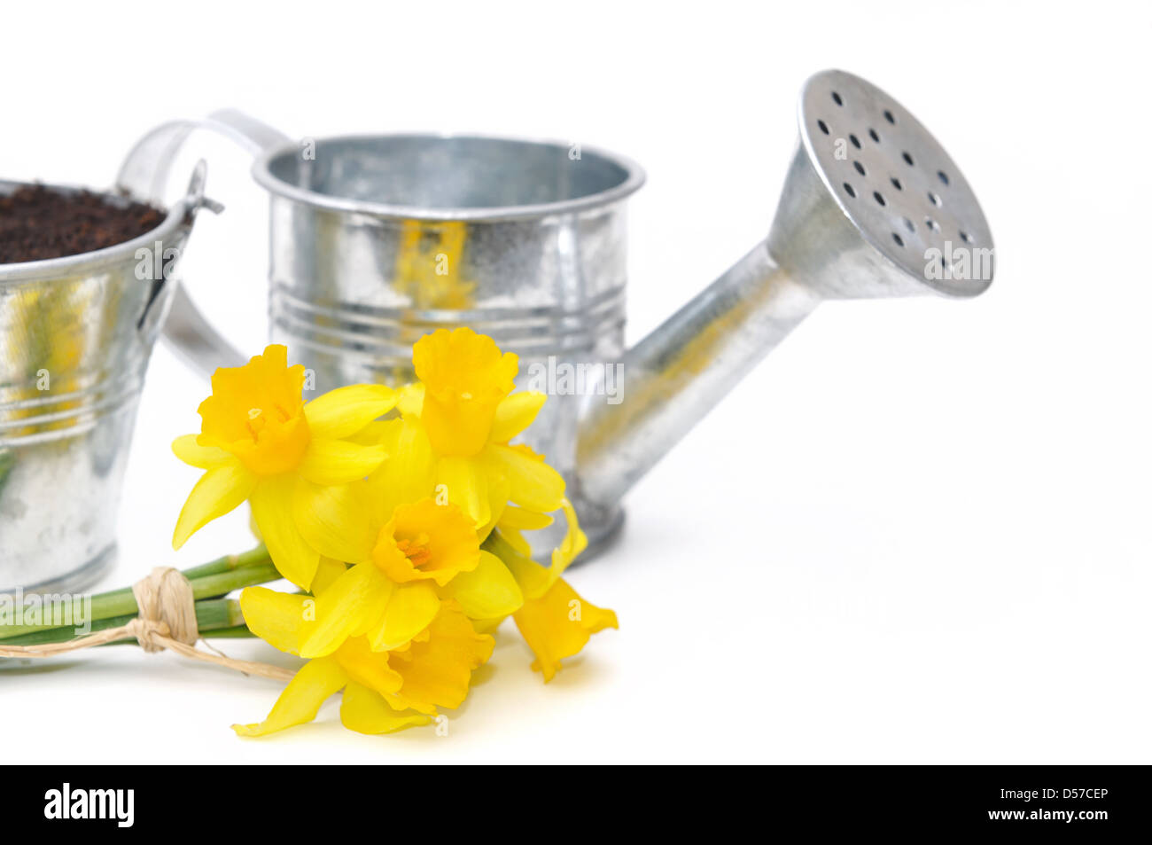 Bouquet de jonquilles en face d'arrosoir métal isolé sur fond blanc Banque D'Images