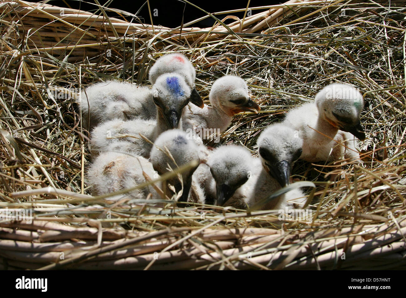 Les poussins de Stork sept nids désertés vu à la station de protection des oiseaux Vogelschutzwarte Storchenhof dans Loburg, Allemagne, 16 mai 2010. Les oiseaux seront ensuite remis à des parents adoptifs "Stork. Photo : Michael Kaatz Banque D'Images