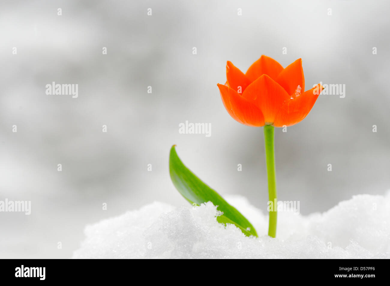 Fleur de serpent - Ornithogalum dubium Banque D'Images