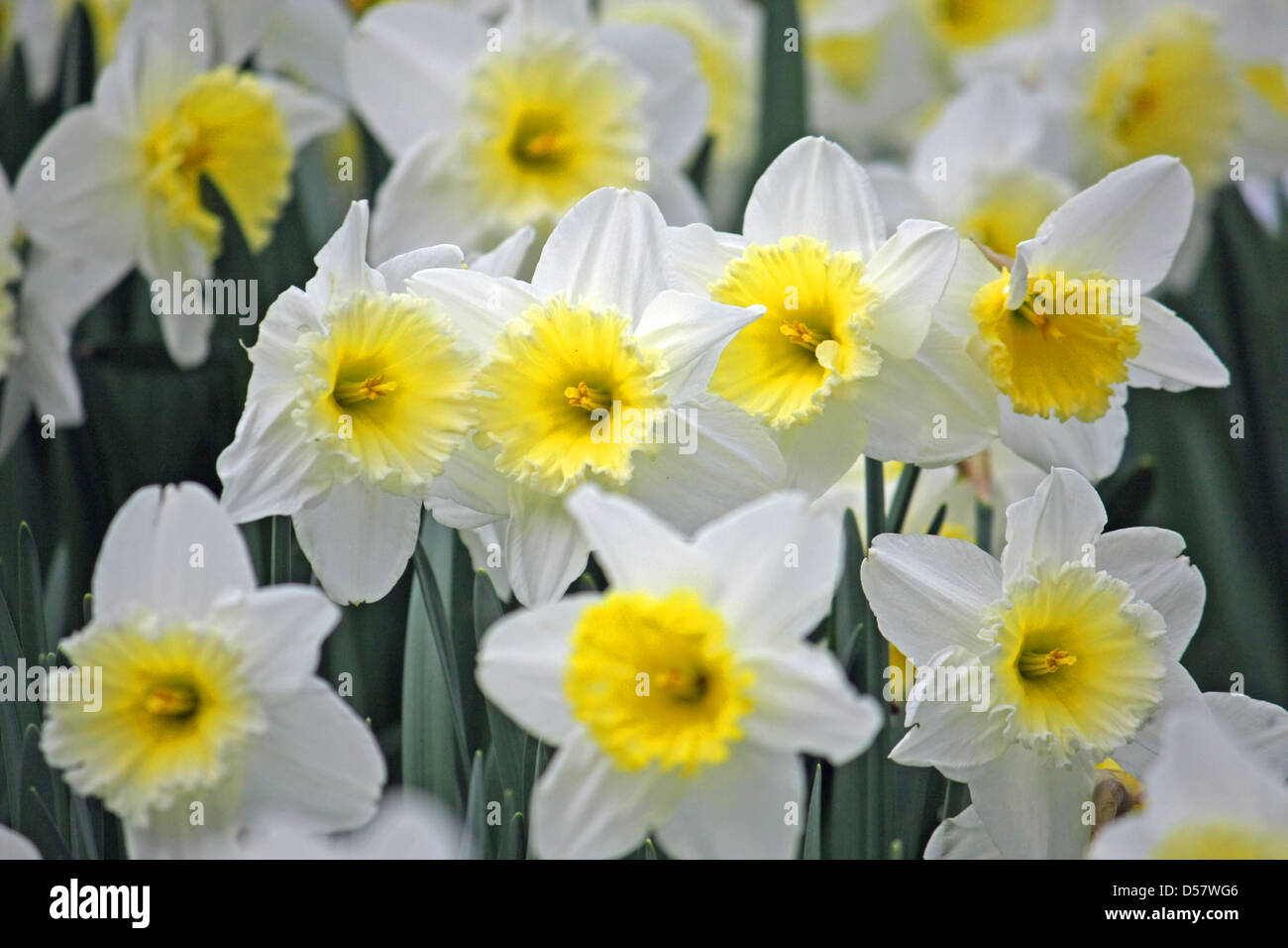 Fleurs parfumées floraison des jonquilles sur la pelouse au printemps Banque D'Images