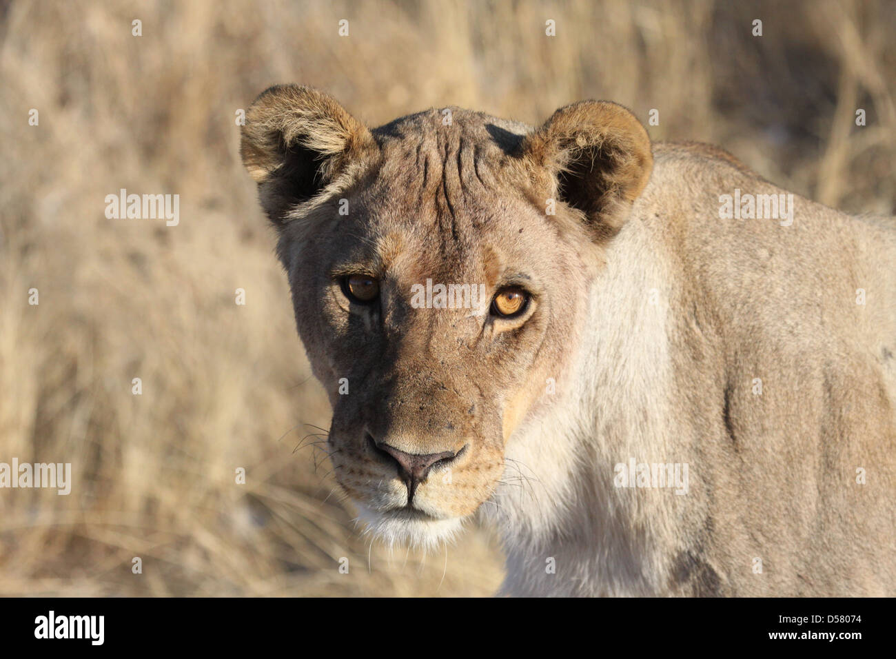 Femme lion dans le parc national d'Etosha, Namibie, Afrique du Sud Banque D'Images