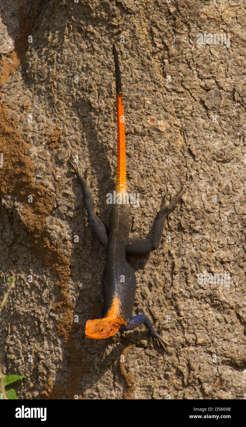 Agama agama Agama (commune) également connu sous le nom de Rock à tête rouge ou Agama agama, arc-en-ciel sur l'écorce d'arbre Banque D'Images