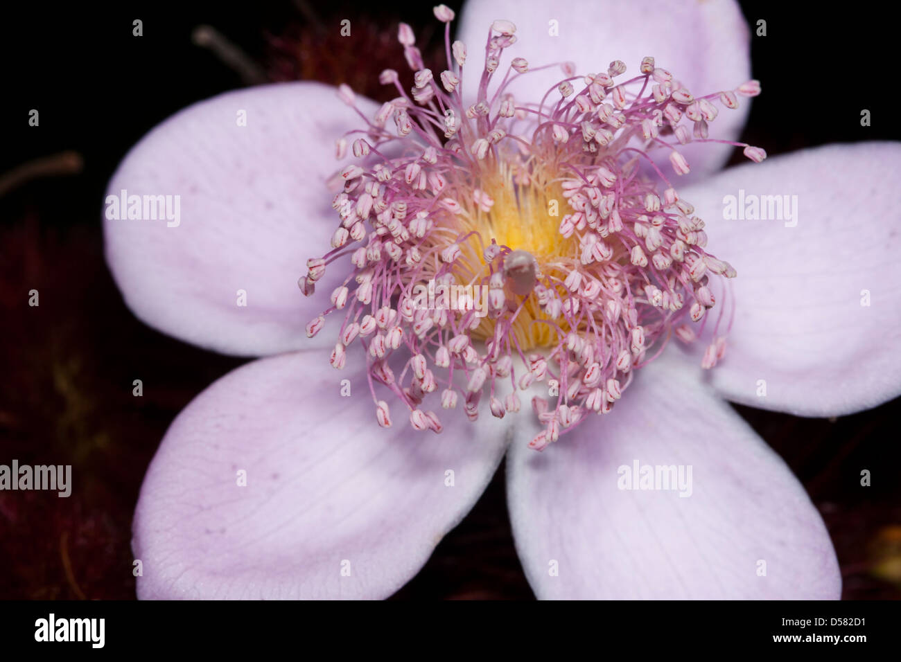 Urucum Bixa orellana fruits de forêt amazonienne, utilisé par les peuples autochtones pour la peinture avec la peinture rouge de la peau produits avec elle. Banque D'Images