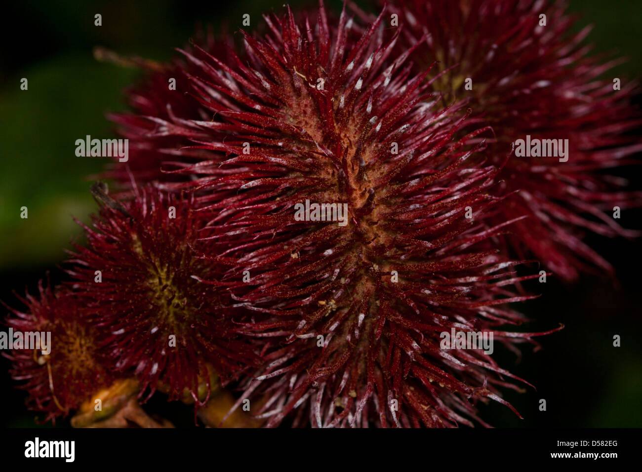 Urucum Bixa orellana fruits de forêt amazonienne, utilisé par les peuples autochtones pour la peinture avec la peinture rouge de la peau produits avec elle. Banque D'Images