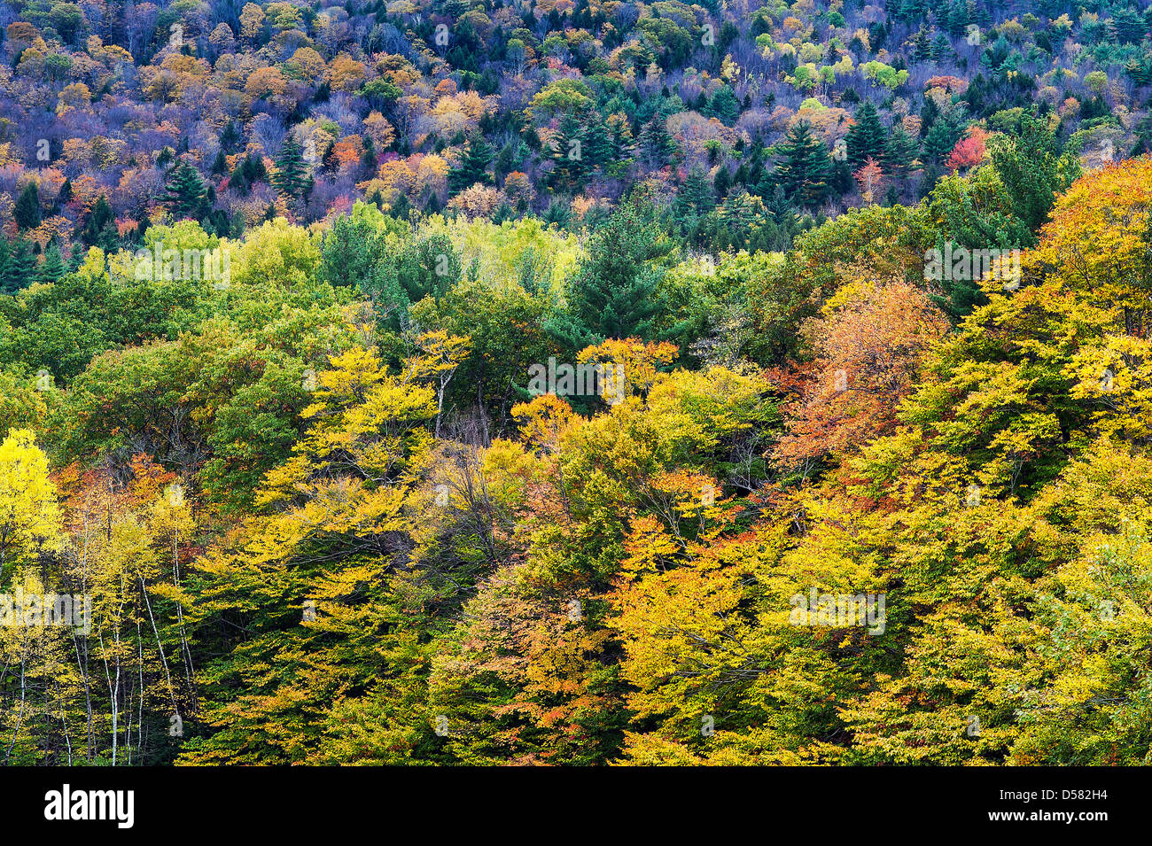 Forêt d'automne, New York, USA Banque D'Images
