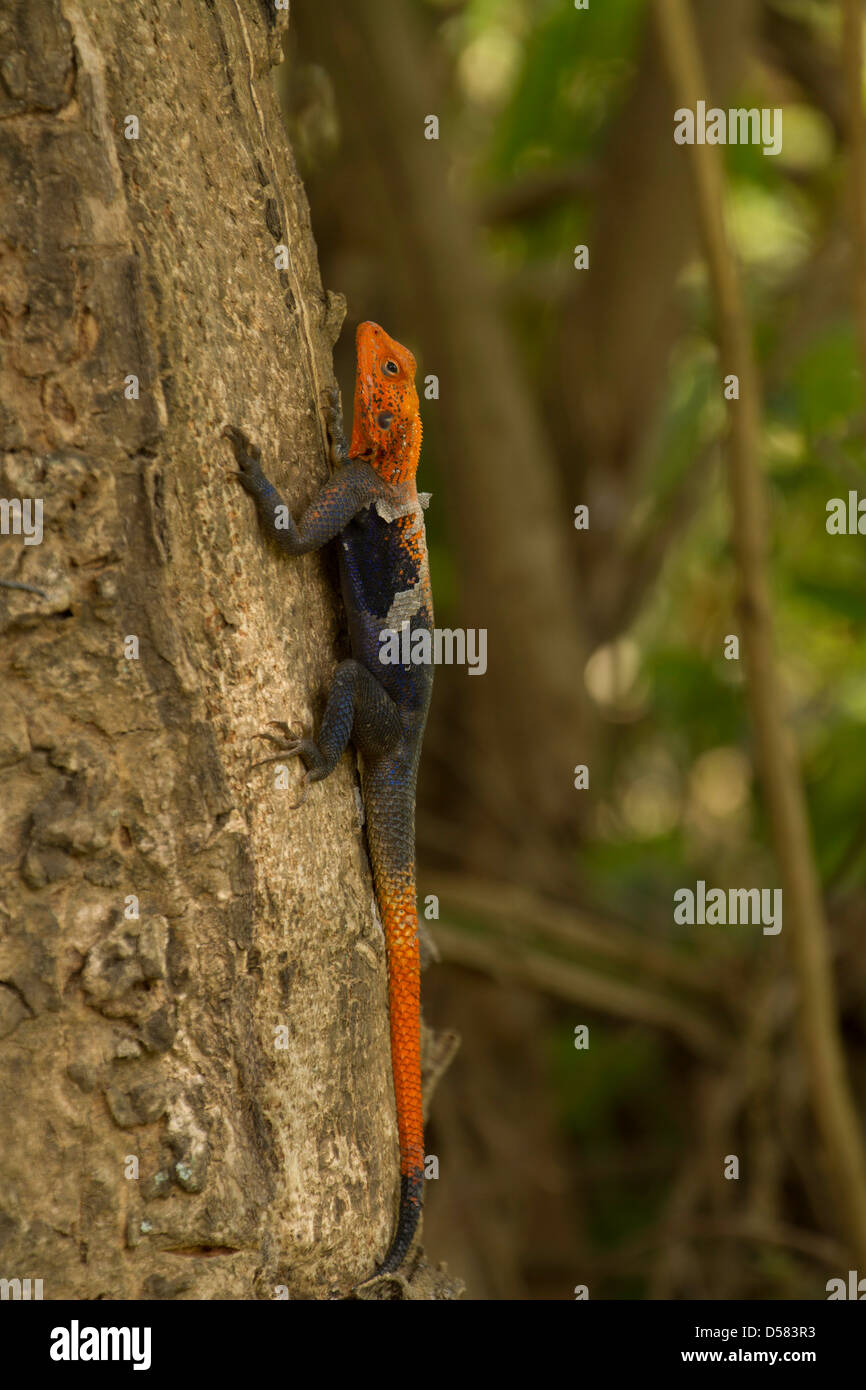 Agama agama Agama (commune) également connu sous le nom de Rock à tête rouge ou Agama agama, arc-en-ciel sur l'écorce d'arbre Banque D'Images