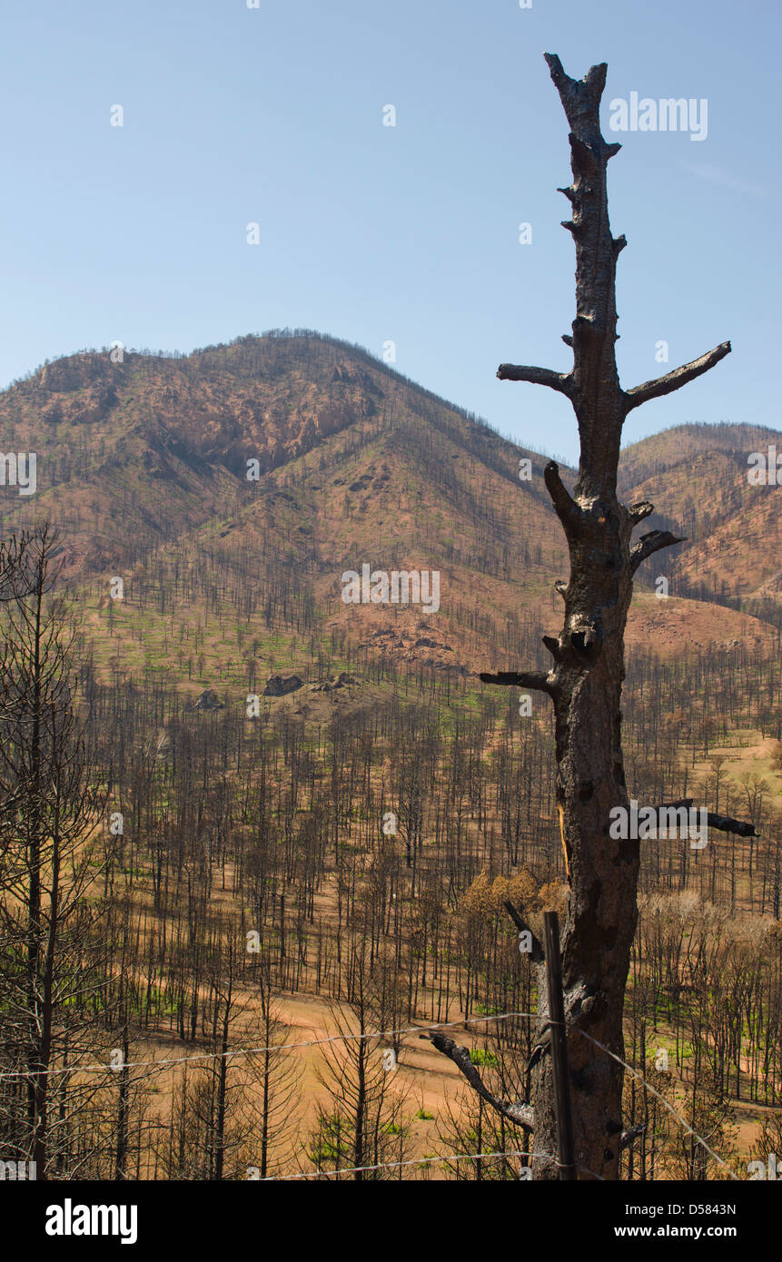 Le pins brûlée se démarquer dans un paysage dévasté par l'incendie Canyon Waldo dans Colorado Springs, Colorado. Banque D'Images