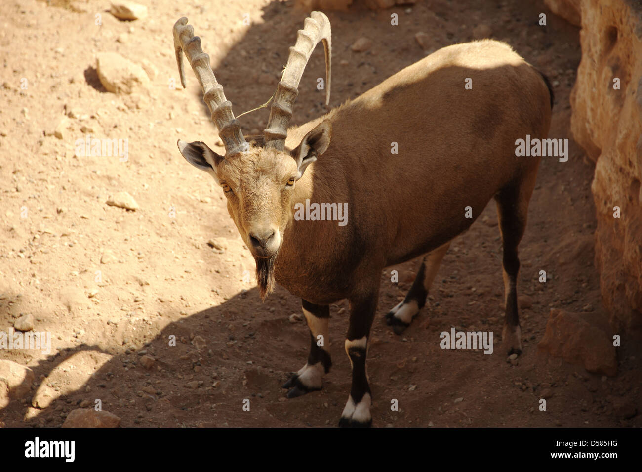 La chèvre de montagne ibex Banque D'Images