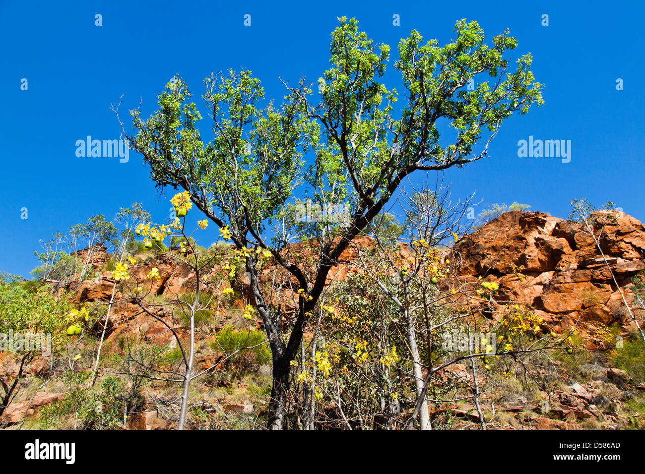 Formations de grès sculptés au Mirima, Hidden Valley National Park, Australie occidentale, Kununarra Banque D'Images