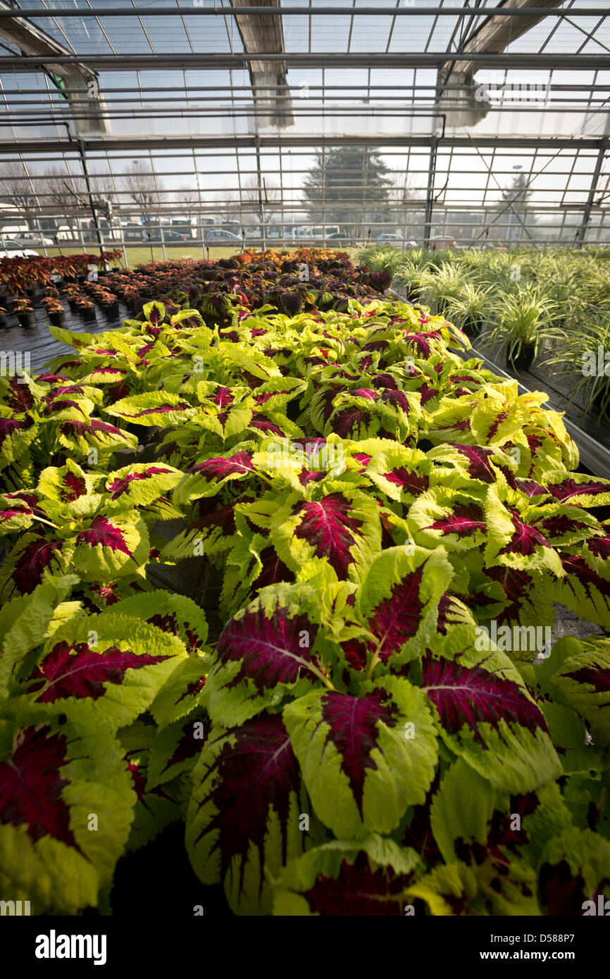 Une variété de culture des plantes (Coleus Solenostemon scutellarioides), dans le centre de production horticole de Vichy (France). Banque D'Images