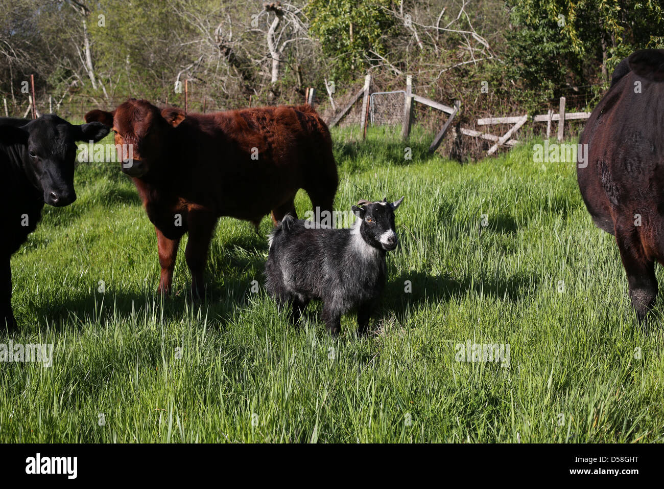Une chèvre debout parmi les vaches dans un champ. Banque D'Images