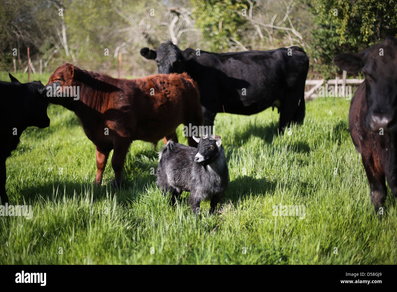Une chèvre debout parmi les vaches dans un champ. Banque D'Images