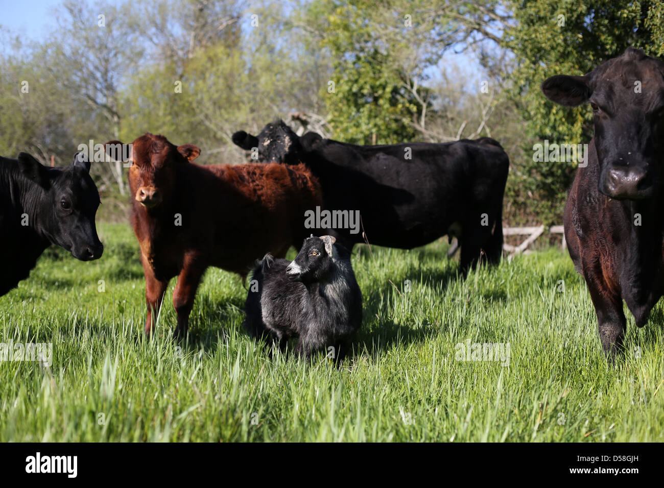 Une chèvre debout parmi les vaches dans un champ. Banque D'Images