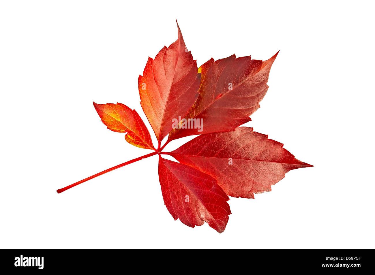 La feuille rouge raisin décoratif isolé sur fond blanc Banque D'Images