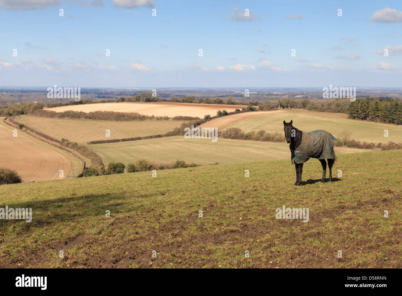 Un cheval dans un champ à la ferme de Plantation Plantation sur Hill dans le Hampshire, au Royaume-Uni. Banque D'Images
