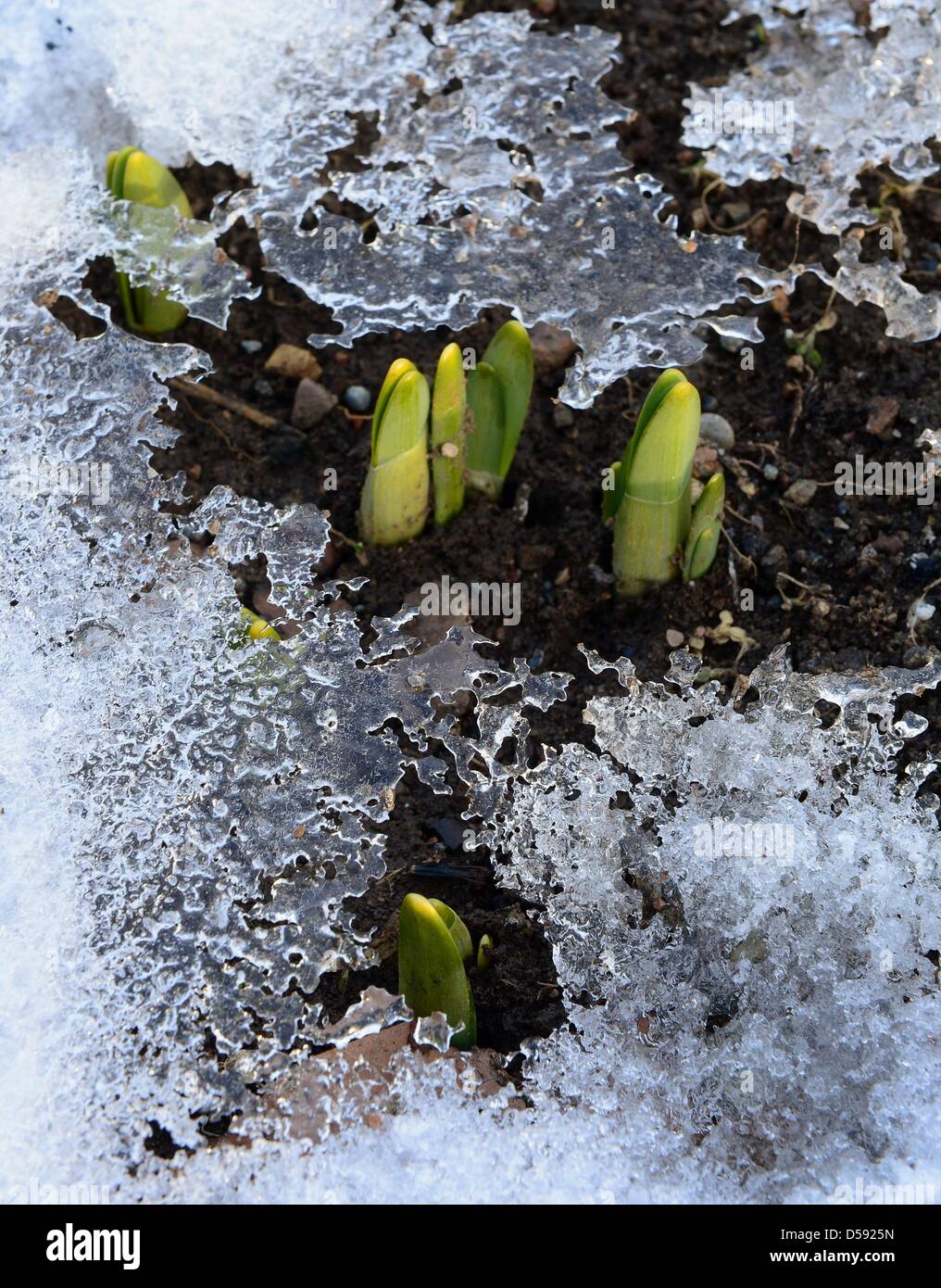 Plantes commencent à se développer à l'egapark, bien que la neige recouvre le sol à Erfurt, Allemagne, 26 mars 2013. Le plus grand jardin de Thuringe est pourtant winterly. Photo : Martin Schutt Banque D'Images