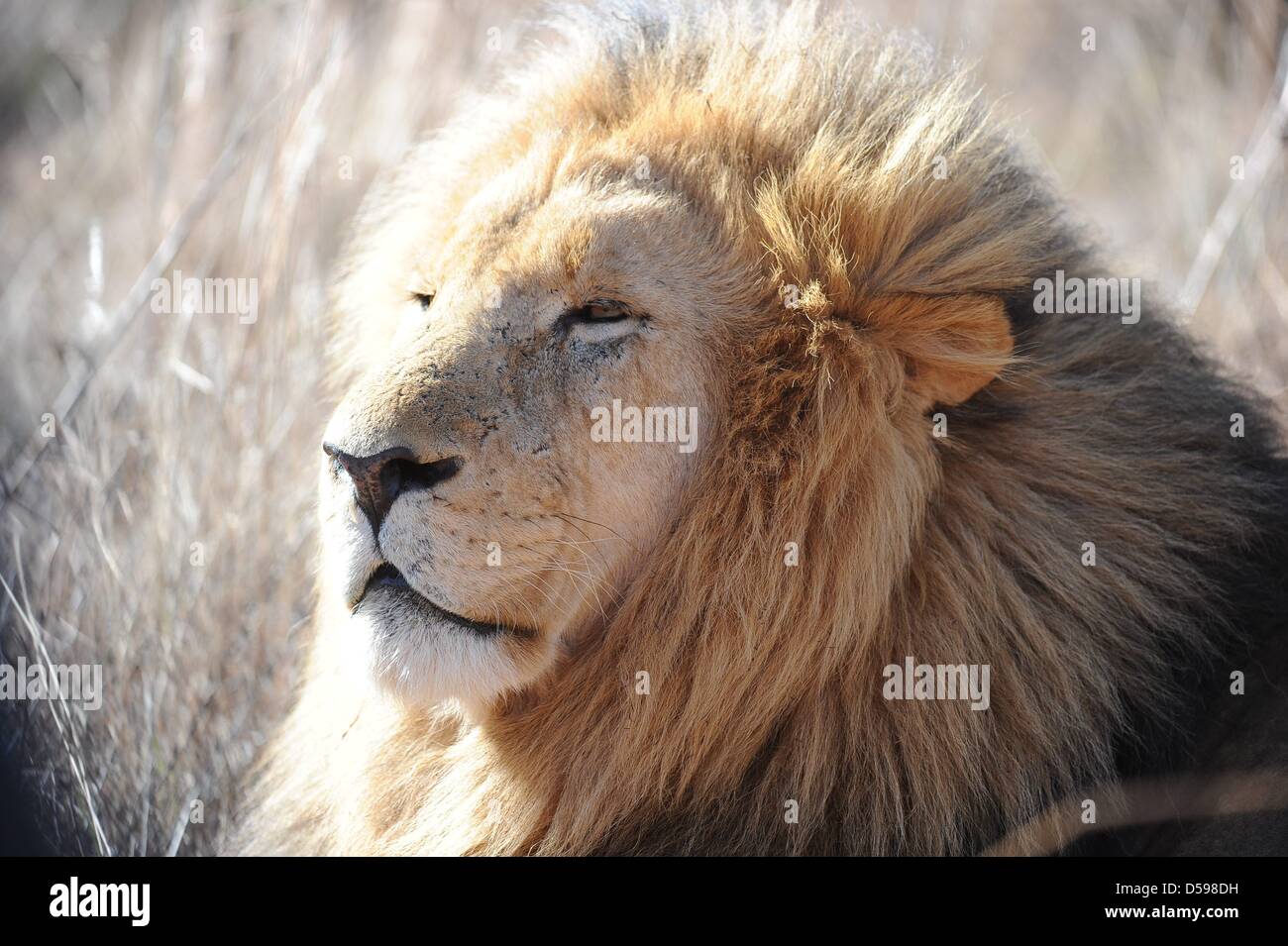 Un lion repose dans l'herbe à la The Rhino et Lion Nature Reserve, à environ 40 kilomètres au nord de Johannesburg, Afrique du Sud 15 juin 2010. La réserve est l'habitat des rhinocéros, des lions, des buffles, des hippopotames et autres animaux domiciliés en Afrique du Sud. Photo : Achim Scheidemann Banque D'Images