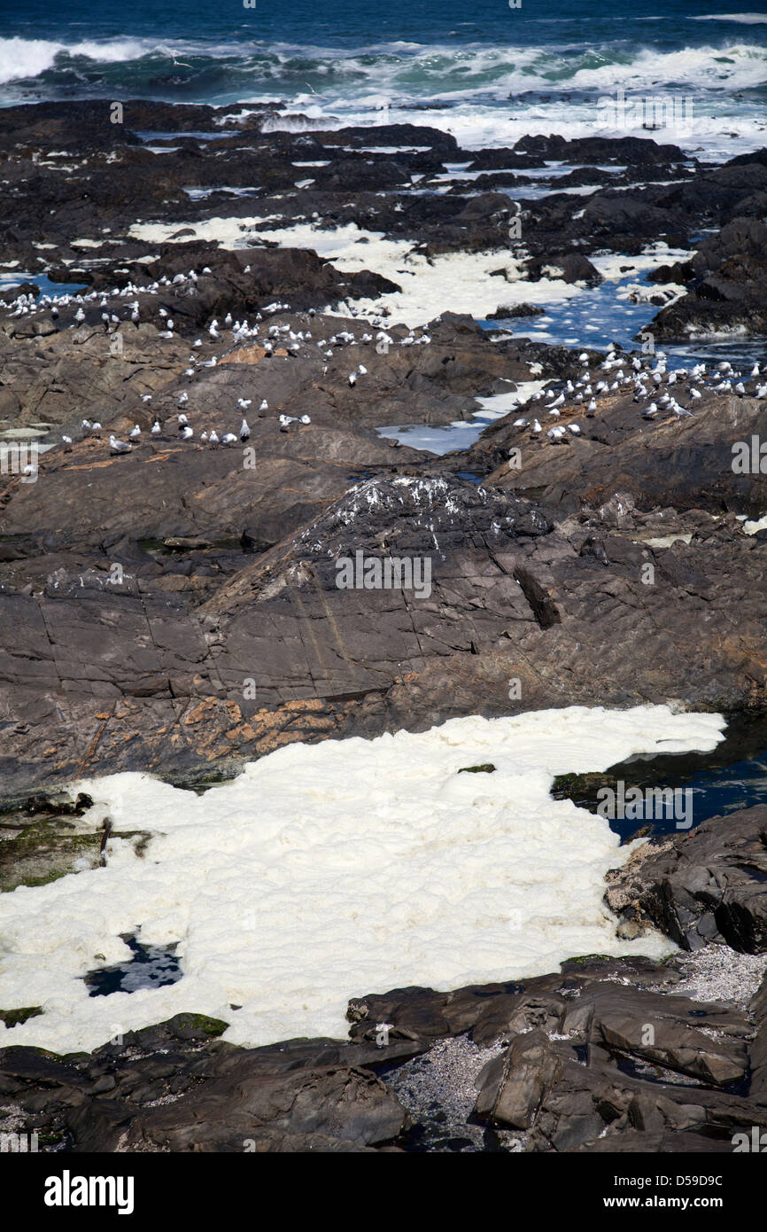 Dans l'écume de mer Rockpool à Sea Point, Cape Town - Afrique du Sud Banque D'Images