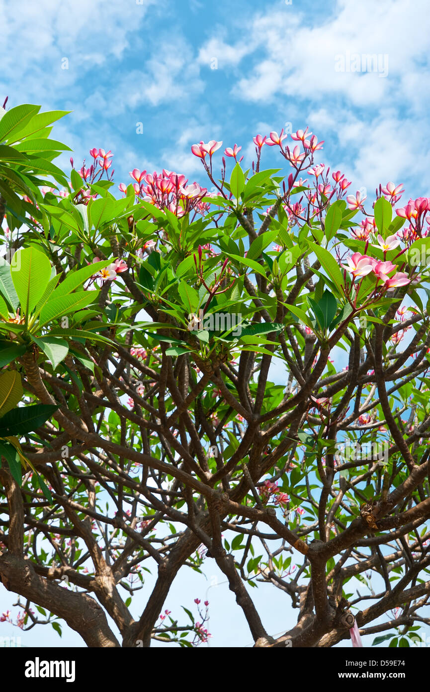 Fleurs roses d'arbre tropical frangipani (plumeria) sur fond de ciel bleu nuageux Banque D'Images Fleurs roses d'arbre tropical frangipani (plumeria) sur fond de ciel bleu nuageux Banque D'Images