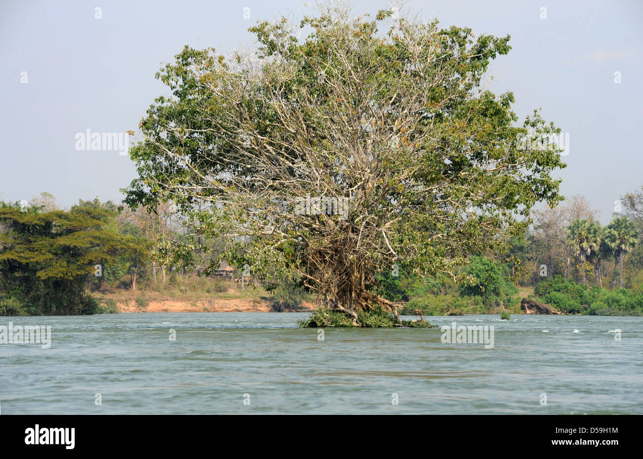 Arbre sur la rivière Mékong à quatre mille îles sur le Laos Banque D'Images