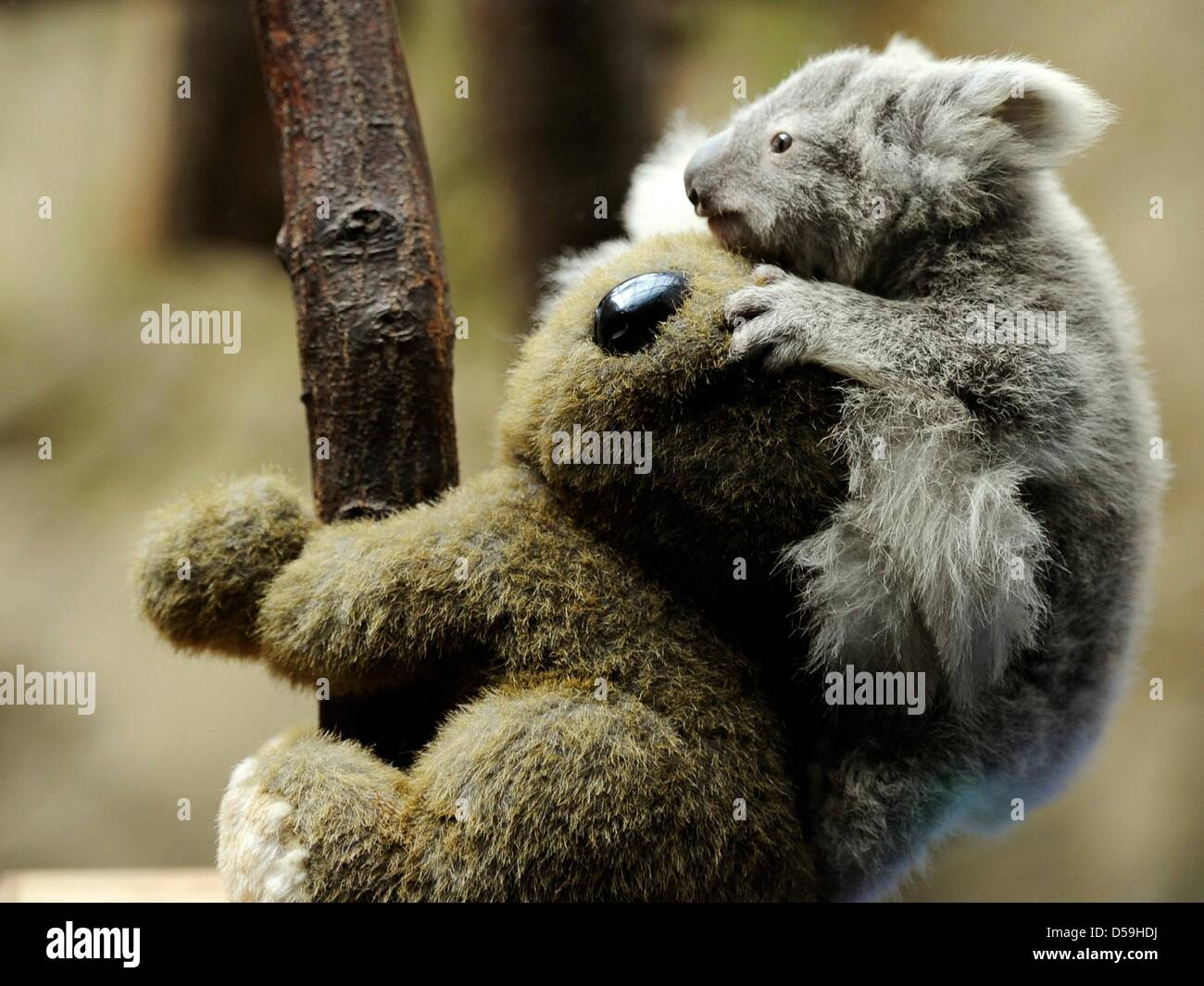 Duisburg, Allemagne. 27 mars 2013. Un jeune koala est assis sur le dos d'un jouet câlin au zoo de Duisburg, Allemagne, 27 mars 2013. Le jeune animal est l'un des deux bébé koalas, qui sont nés dans le zoo, il y a six mois. Photo : MARIUS BECKER/dpa/Alamy Live News Banque D'Images