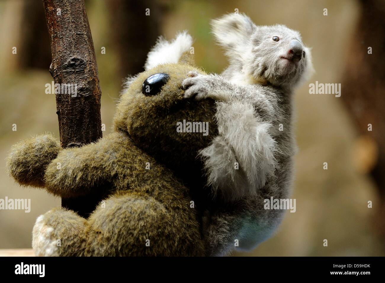 Duisburg, Allemagne. 27 mars 2013. Un jeune koala est assis sur le dos d'un jouet câlin au zoo de Duisburg, Allemagne, 27 mars 2013. Le jeune animal est l'un des deux bébé koalas, qui sont nés dans le zoo, il y a six mois. Photo : MARIUS BECKER/dpa/Alamy Live News Banque D'Images