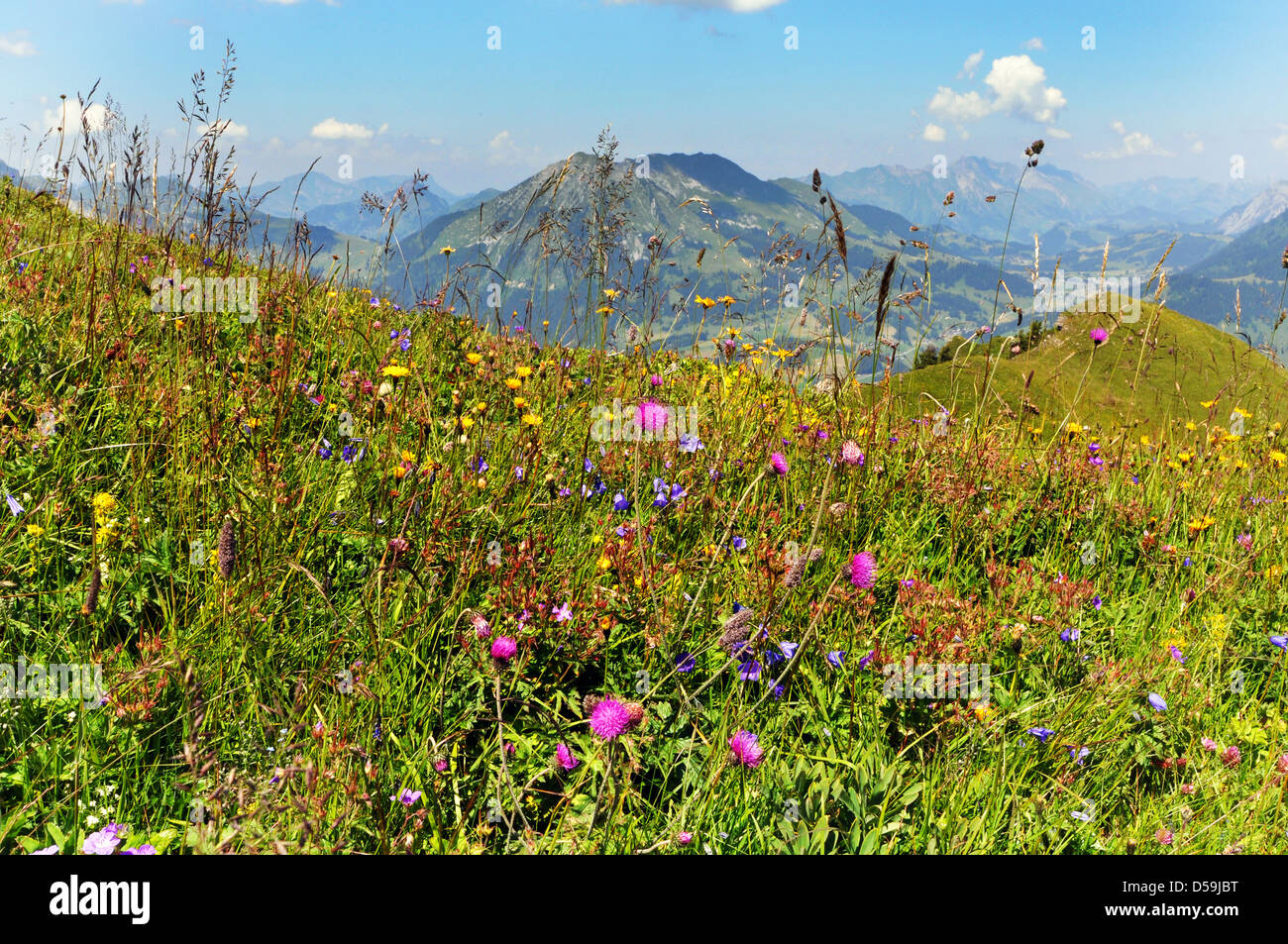 Fleurs sauvages pré alpin suisse. Banque D'Images
