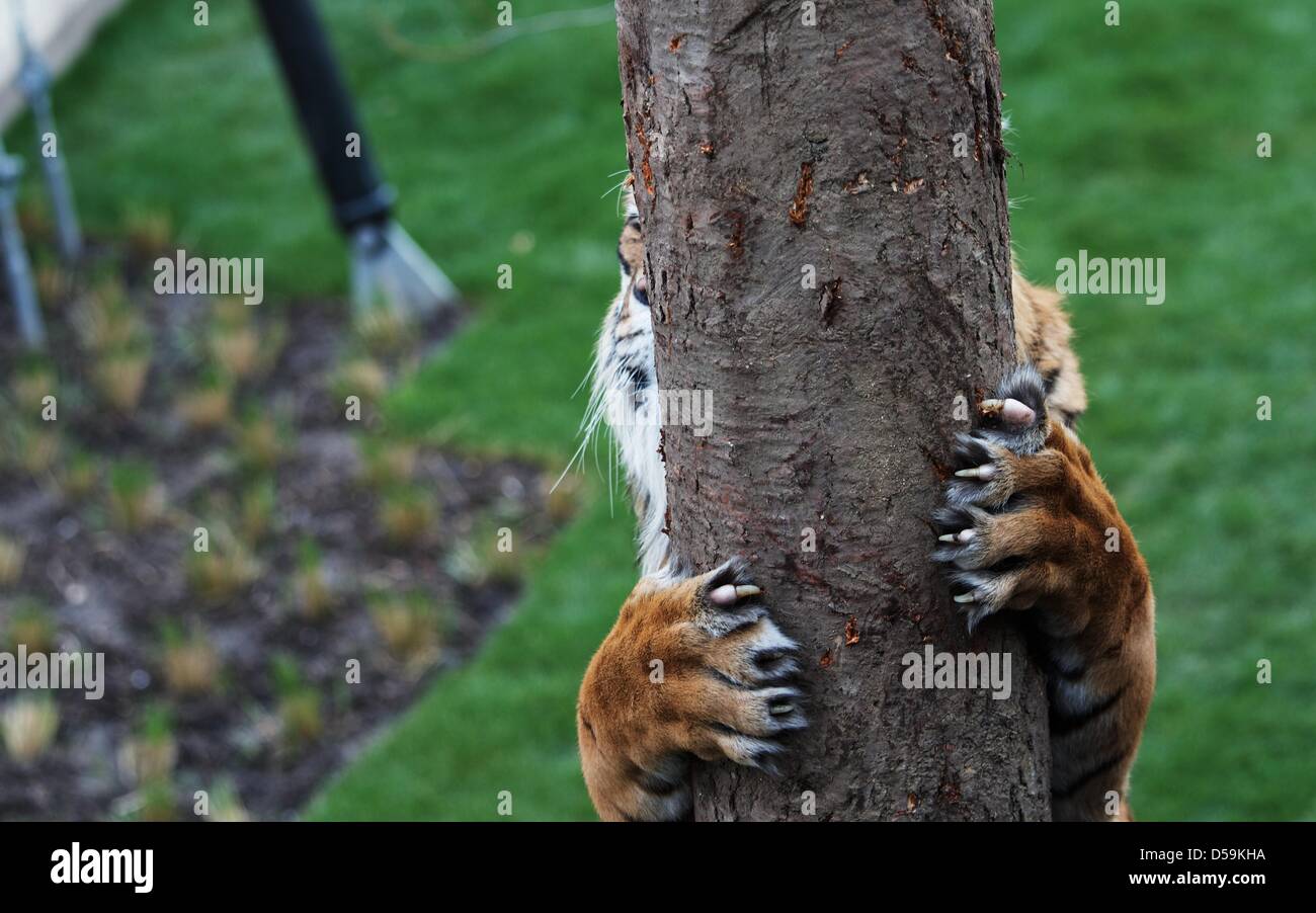 Londres, Royaume-Uni. 27 mars 2013. Jae Jae, un vieux de cinq ans tigre de Sumatra, grimpe dans un arbre alors qu'il tente de parvenir à un traitement sur le thème de Pâques dans son enclos au Zoo de Londres, le centre de Londres. Malgré ses efforts, le 135kg tiger n'a pas pu atteindre le lapin, son aliment préféré, malicieusement déguisé comme un œuf de Pâques. George Henton / Alamy Live News. Banque D'Images