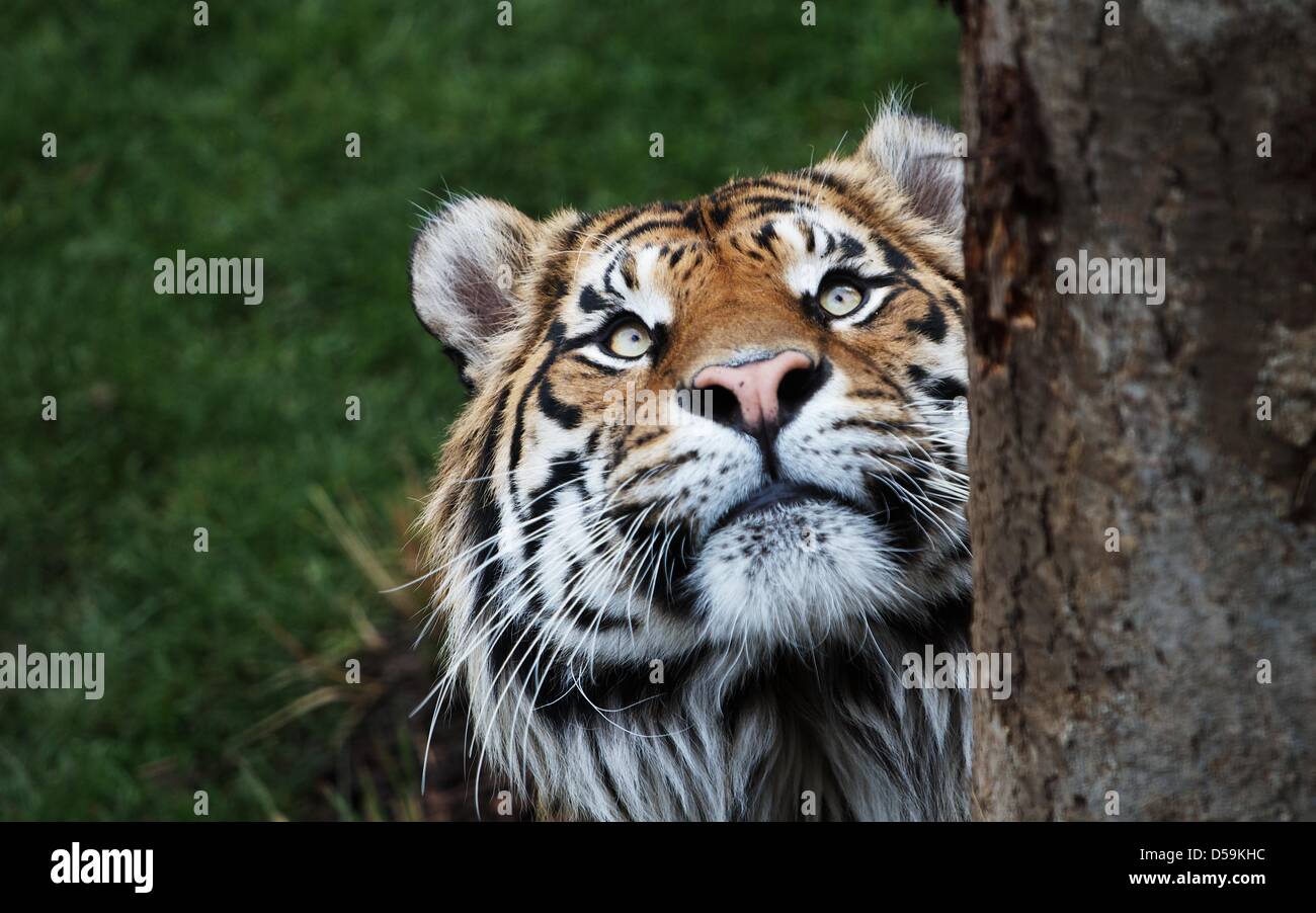 Londres, Royaume-Uni. 27 mars 2013. Jae Jae, un vieux de cinq ans tigre de Sumatra, regarde ses Easter traiter malheureusement hors de portée au sommet de son arbre d'escalade dans son enclos au Zoo de Londres, le centre de Londres. Malgré ses efforts, le 135kg tiger n'a pas pu atteindre le lapin, son aliment préféré, malicieusement déguisé comme un œuf de Pâques. George Henton / Alamy Live News. Banque D'Images