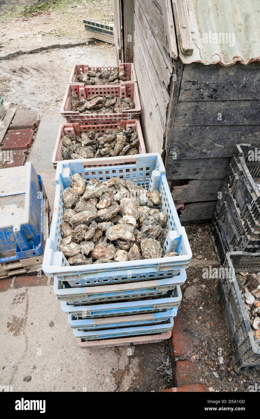 Les huîtres indigènes UK dans des boîtes empilées à l'extérieur d'un hangar à l'autre Road West Mersea Colchester UK Banque D'Images