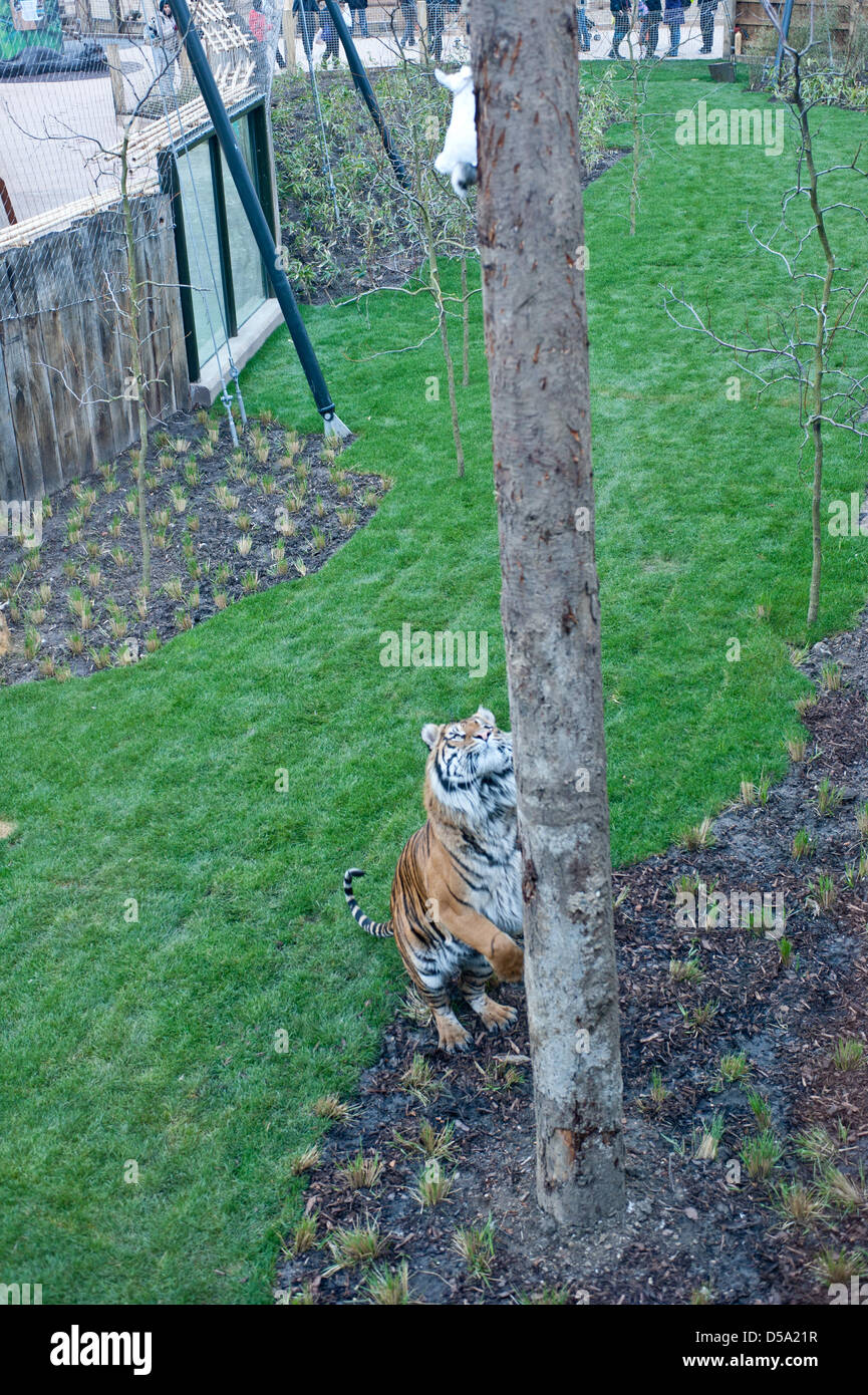 Londres, Royaume-Uni. 27 mars 2013. Après plusieurs tentatives, ZSL London Zoo's tigre de Sumatra Jae Jae ressemble de nouveau à son traitement de Pâques. Piero Cruciatti / Alamy Live News Banque D'Images