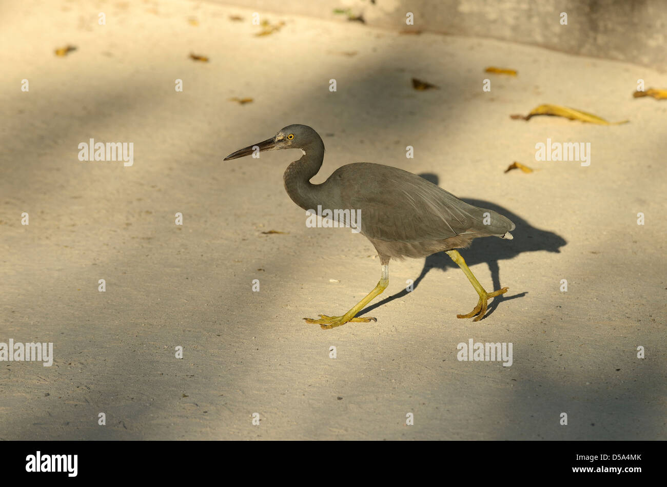 L'Est ou l'Aigrette garzette (Egretta récifs du Pacifique sacra) forme foncée, marcher sur le sable, Queensland, Australie, novembre Banque D'Images