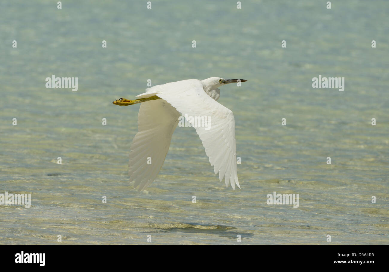 L'Est ou l'Aigrette garzette (Egretta récifs du Pacifique sacra) forme blanche en vol au dessus de la mer, Queensland, Australie, novembre Banque D'Images