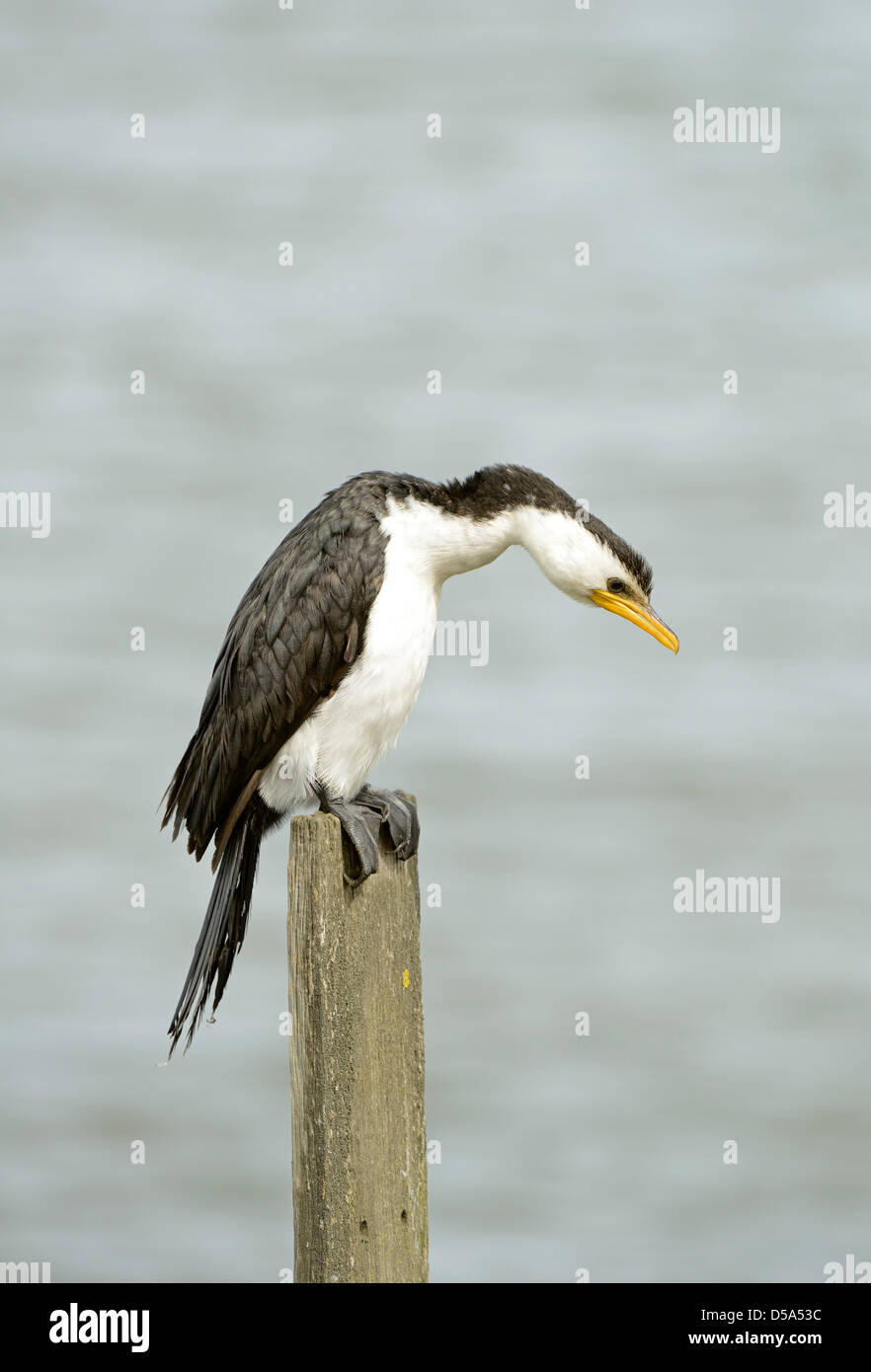 Grand Héron (Ardea) perché sur le post au sujet de l'eau, à la pêche, Victoria, Australie, novembre Banque D'Images